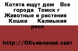 Котята ищут дом - Все города, Томск г. Животные и растения » Кошки   . Калмыкия респ.